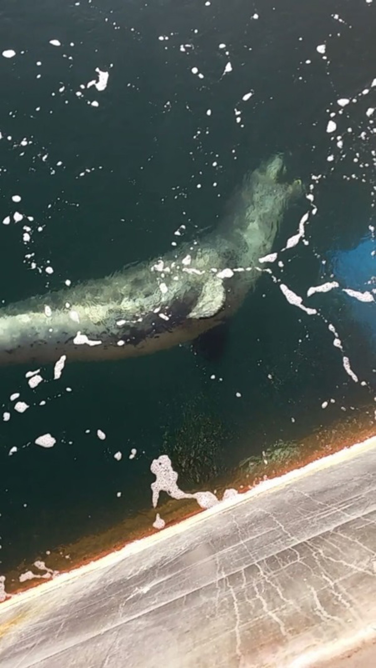 IMCA SF Near-miss: Leopard seal interference with diver 2 Leopard seal