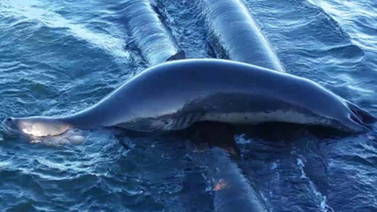 IMCA SF Near-miss: Leopard seal interference with diver Leopard Seal