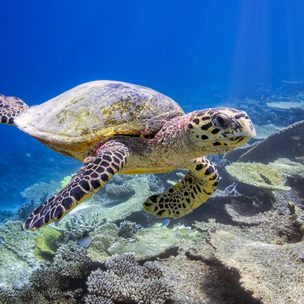 Isea Turtle (Istock)