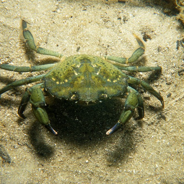 Green Crab Wikimedia CSIRO 2