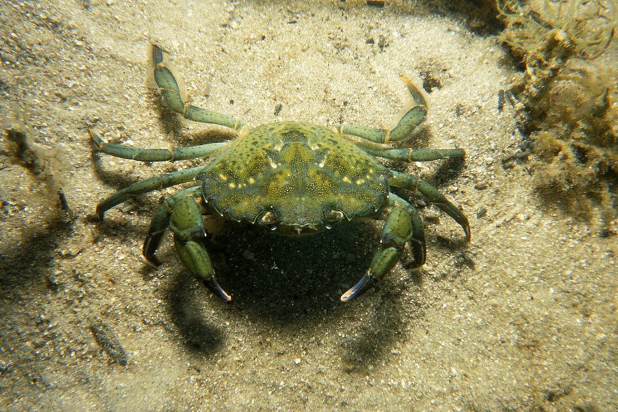 Green Crab Wikimedia CSIRO 2