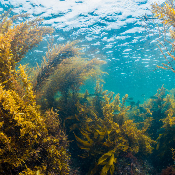 Seaweed (Istock)