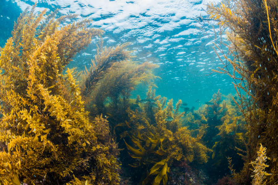 Seaweed (Istock)