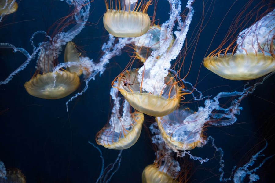 Jellyfish