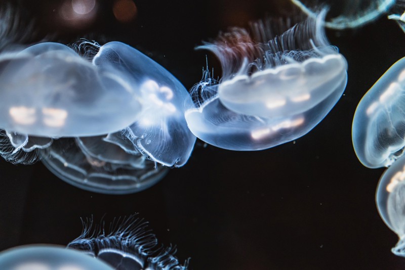 Photo of Jellyfish